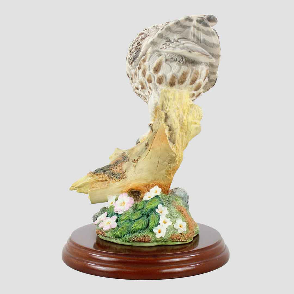 Little Owl On Branch Border Fine Arts Birds