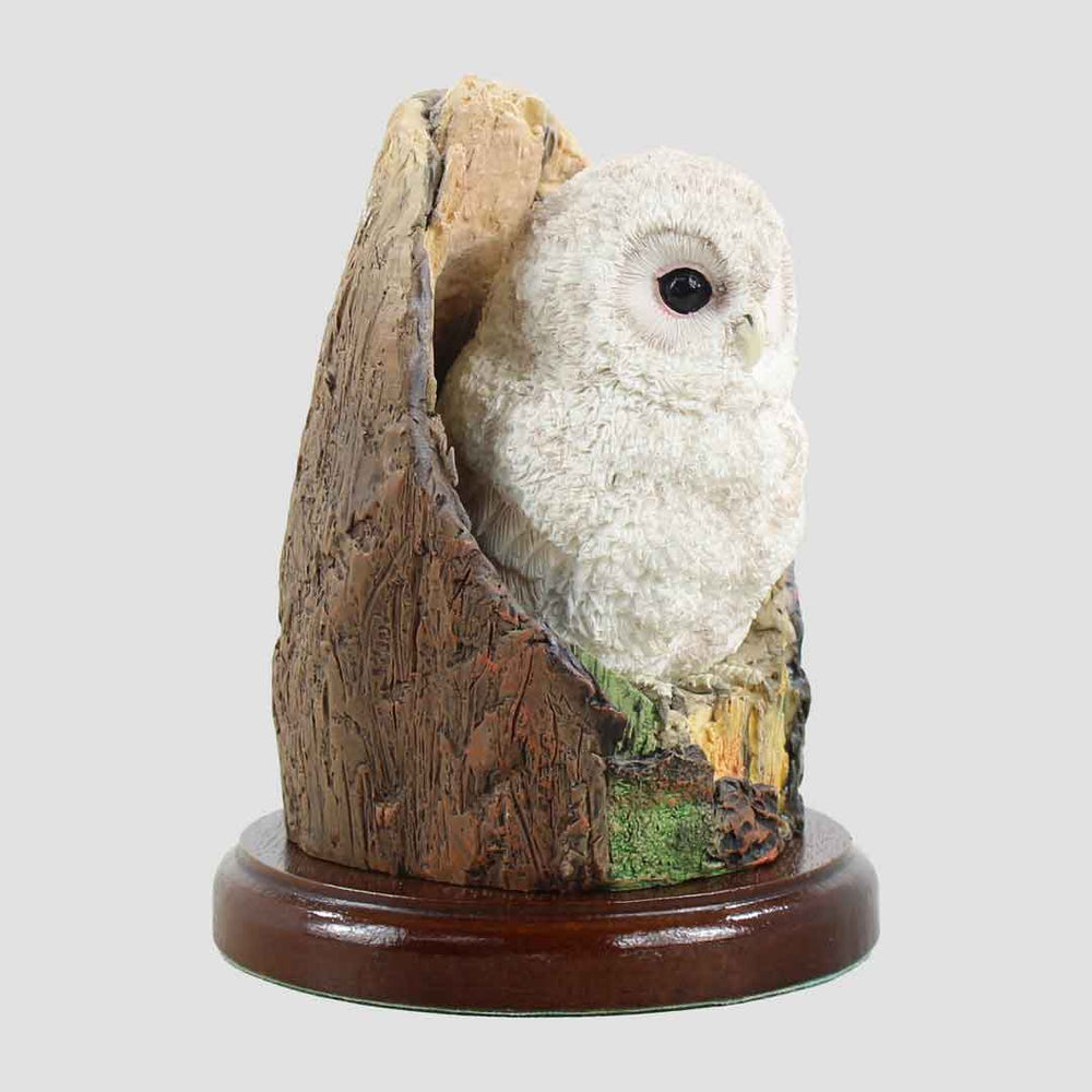 Tawny Owlet In Tree Border Fine Arts