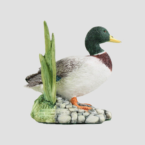 Drake Border Fine Arts Duck