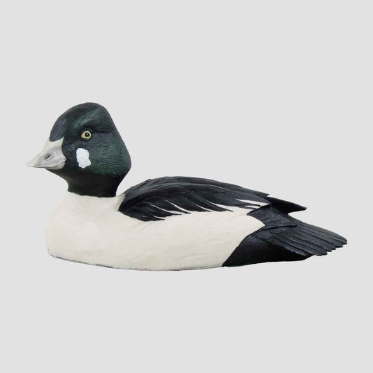 Goldeneye Drake Border Fine Arts Drake