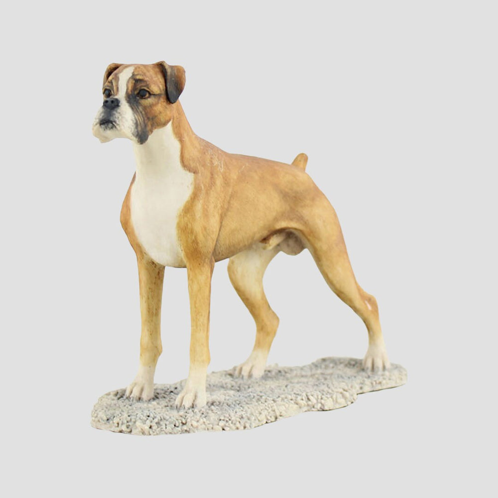 A Standing Boxer In Tan And White Border Fine Arts Dogs