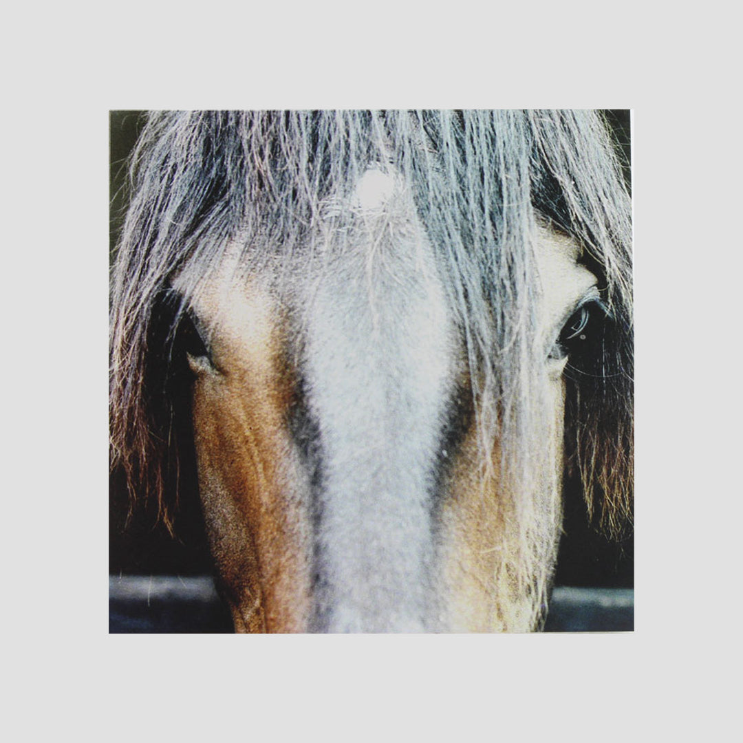 Horse Head Mandy Bowden Card