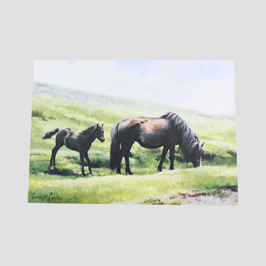 Dartmoor Ponies Card