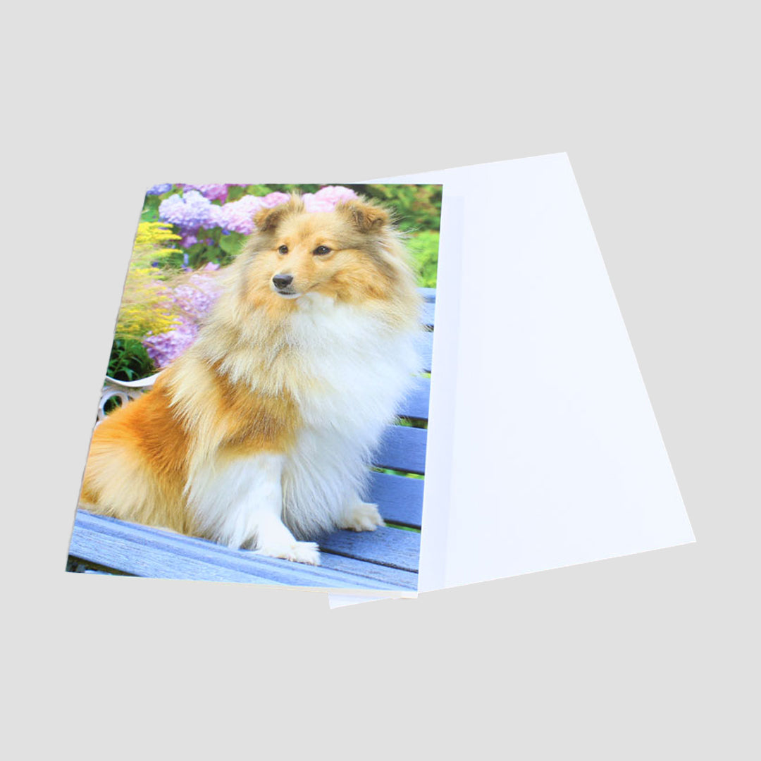 Sitting Pretty Dog Card From Country Cards