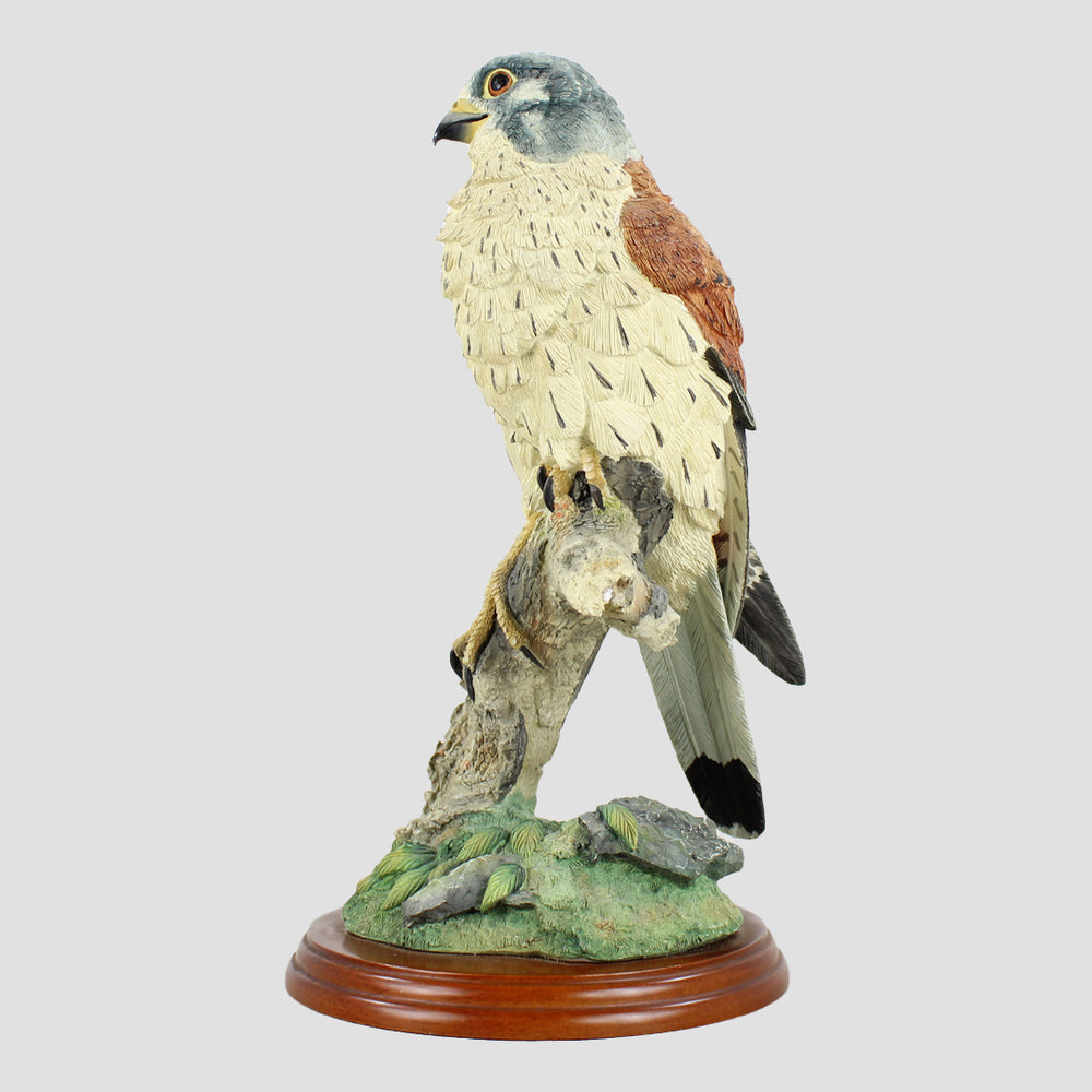 Kestrel By Russell Willis Border Fine Arts Birds