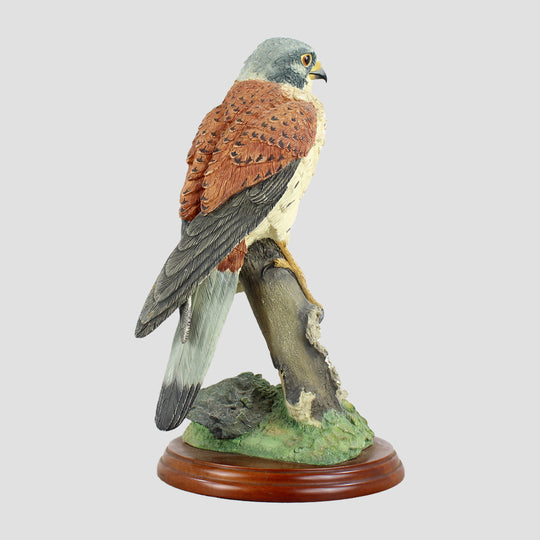 Kestrel By Russell Willis Border Fine Arts Birds