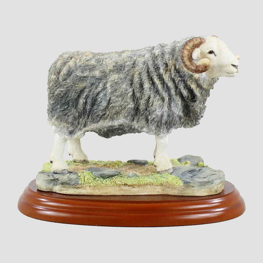 Herdwick Ram Border Fine Arts