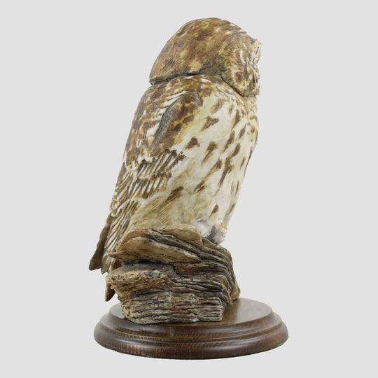 Tawny Owl Style One Border Fine Arts