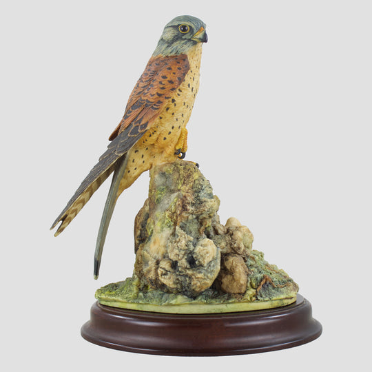 Kestrel (Style One) Border Fine Arts Birds