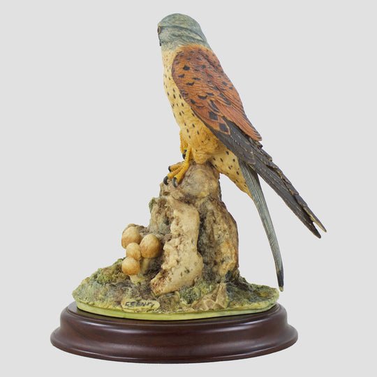 Kestrel (Style One) Border Fine Arts Birds