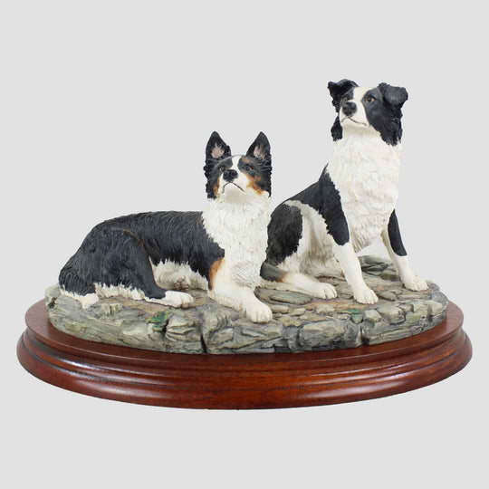 Eager To Learn Border Fine Arts Collie