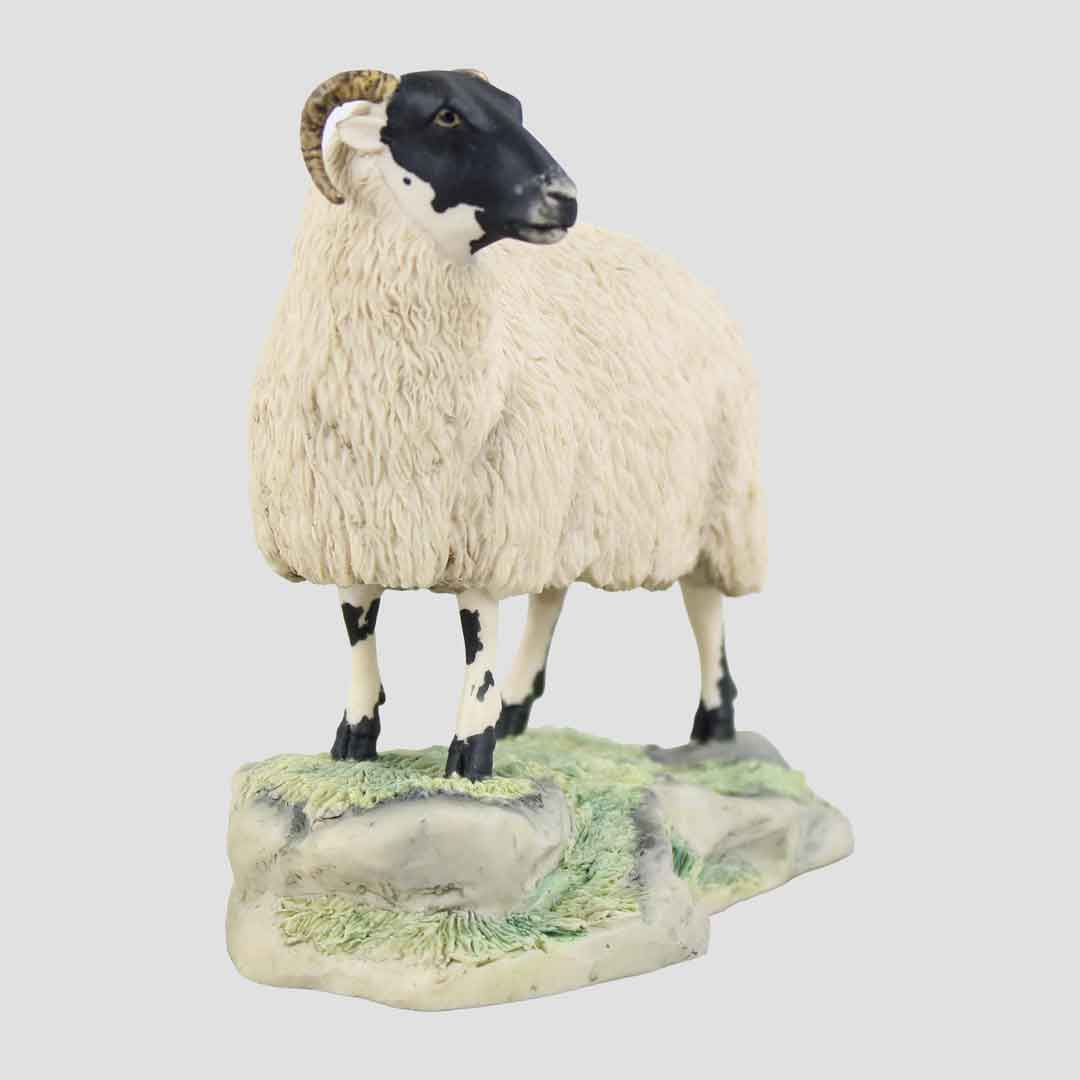 Blackfaced Ewe Border Fine Arts