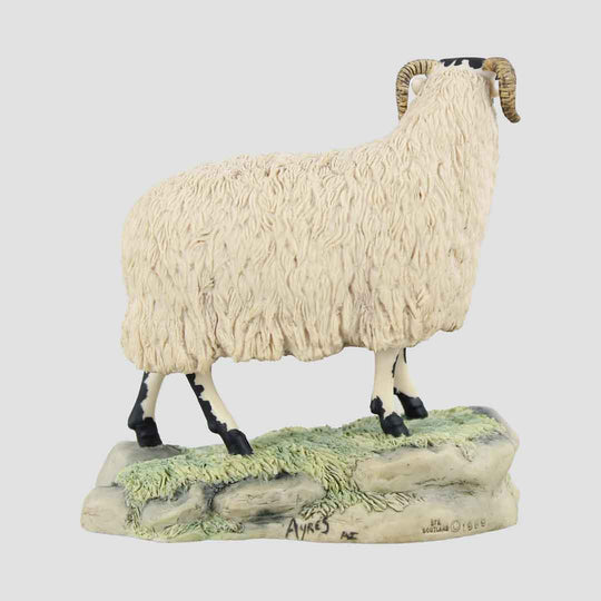 Blackfaced Ewe Border Fine Arts