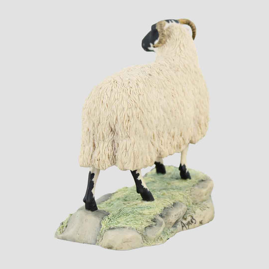 Blackfaced Ewe Border Fine Arts