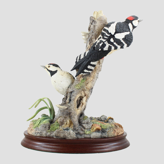 Different Points Of View Border Fine Arts Woodpeckers