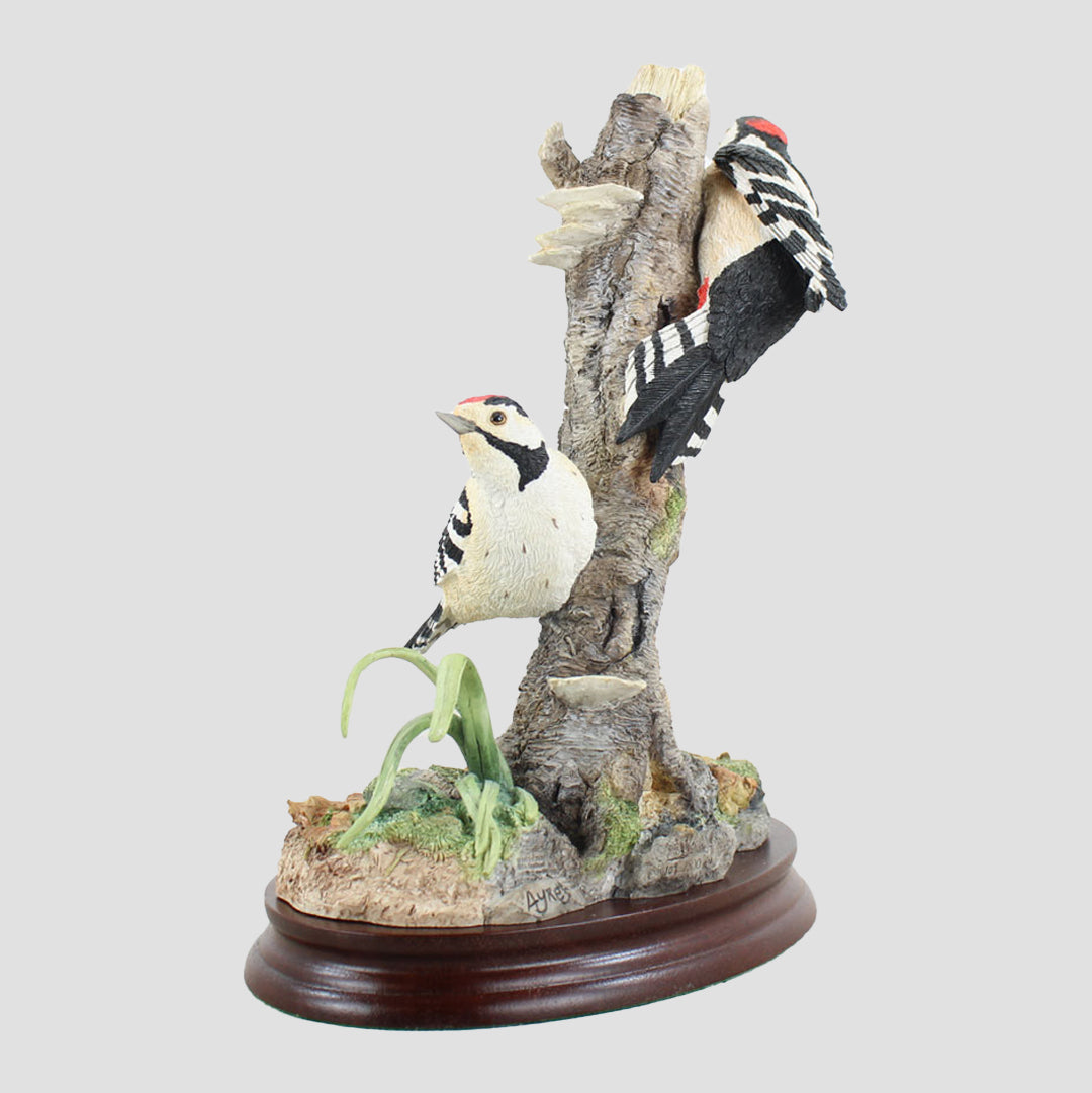 Different Points Of View Border Fine Arts Woodpeckers