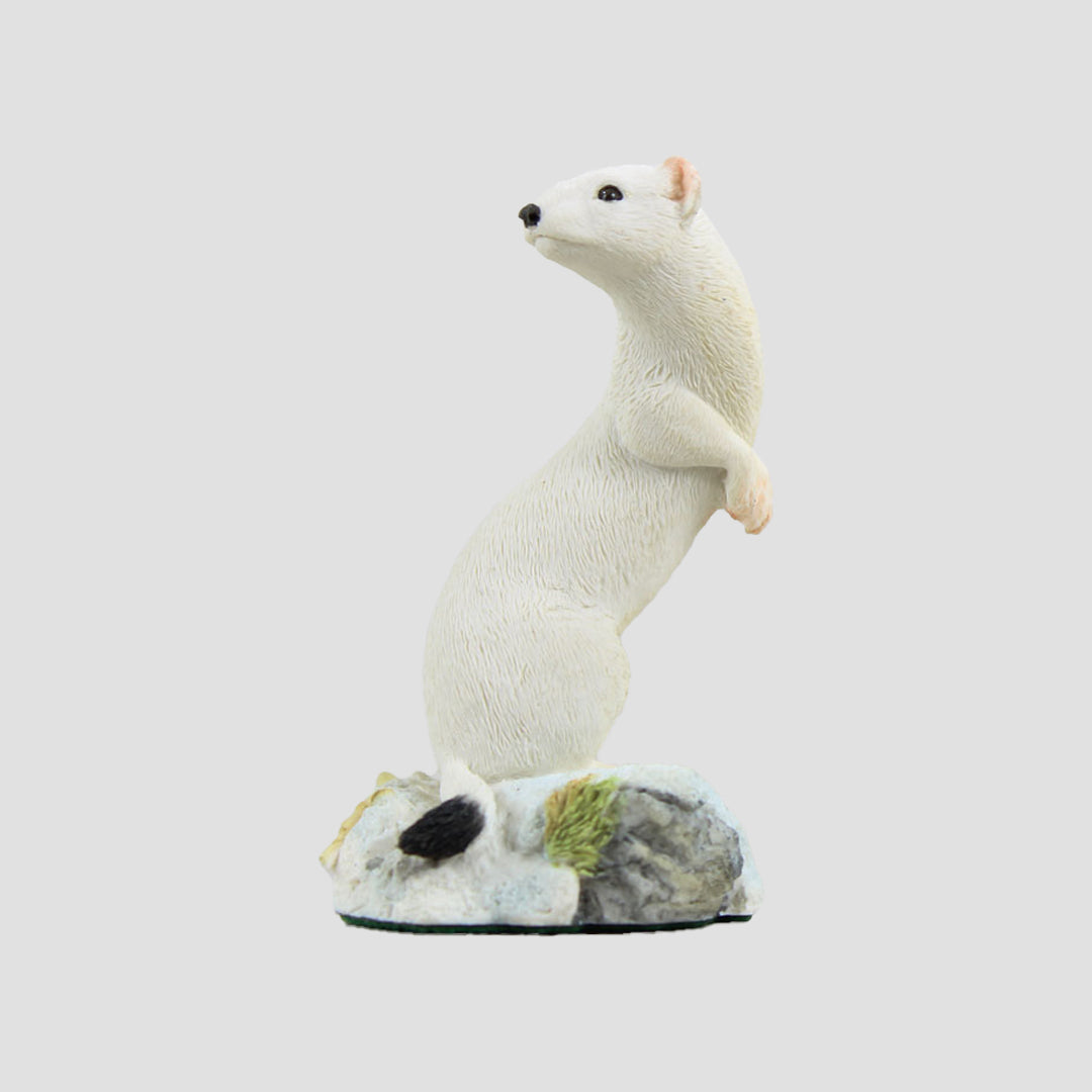 Ermine Stoat In White Colour Border Fine Arts