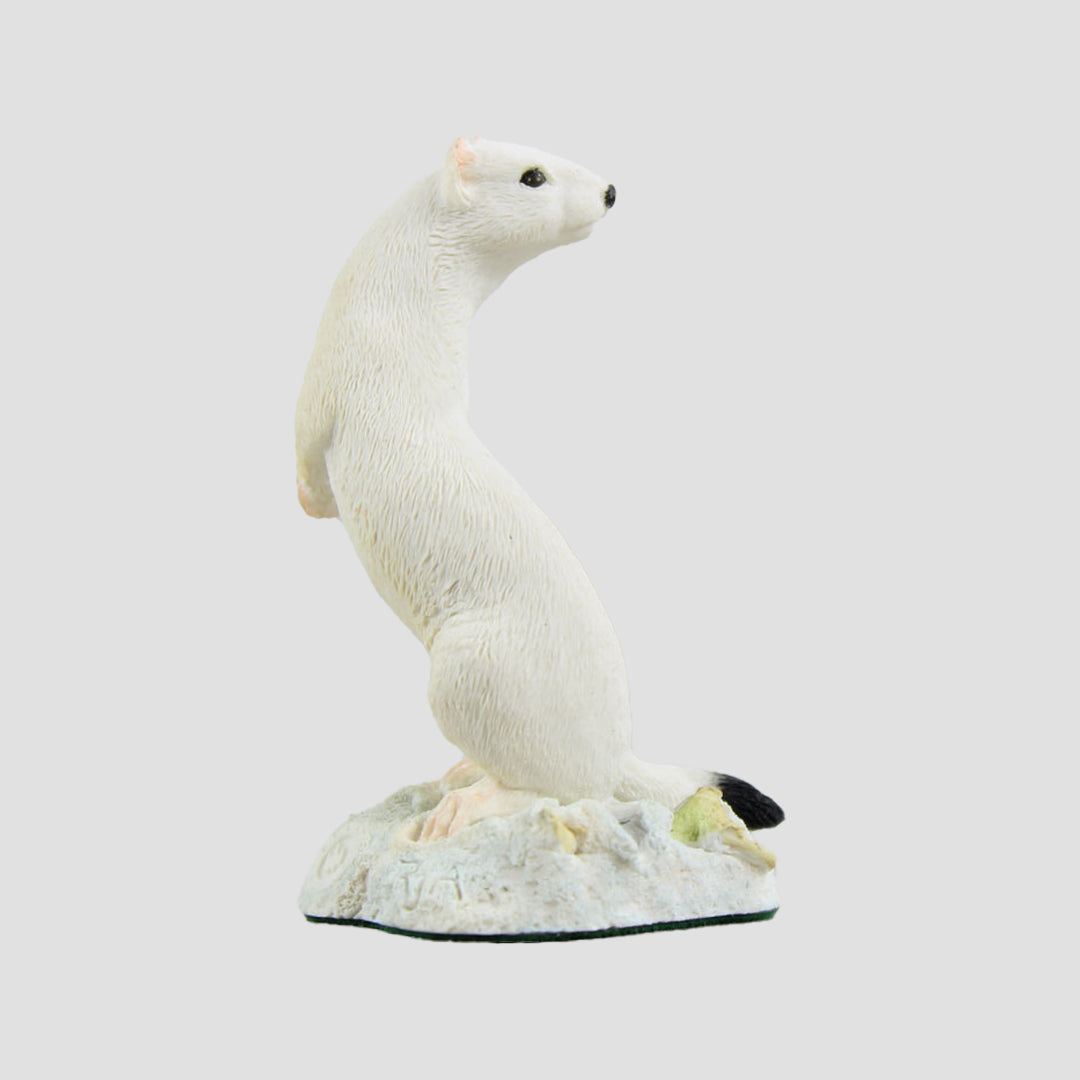 Ermine Stoat In White Colour Border Fine Arts