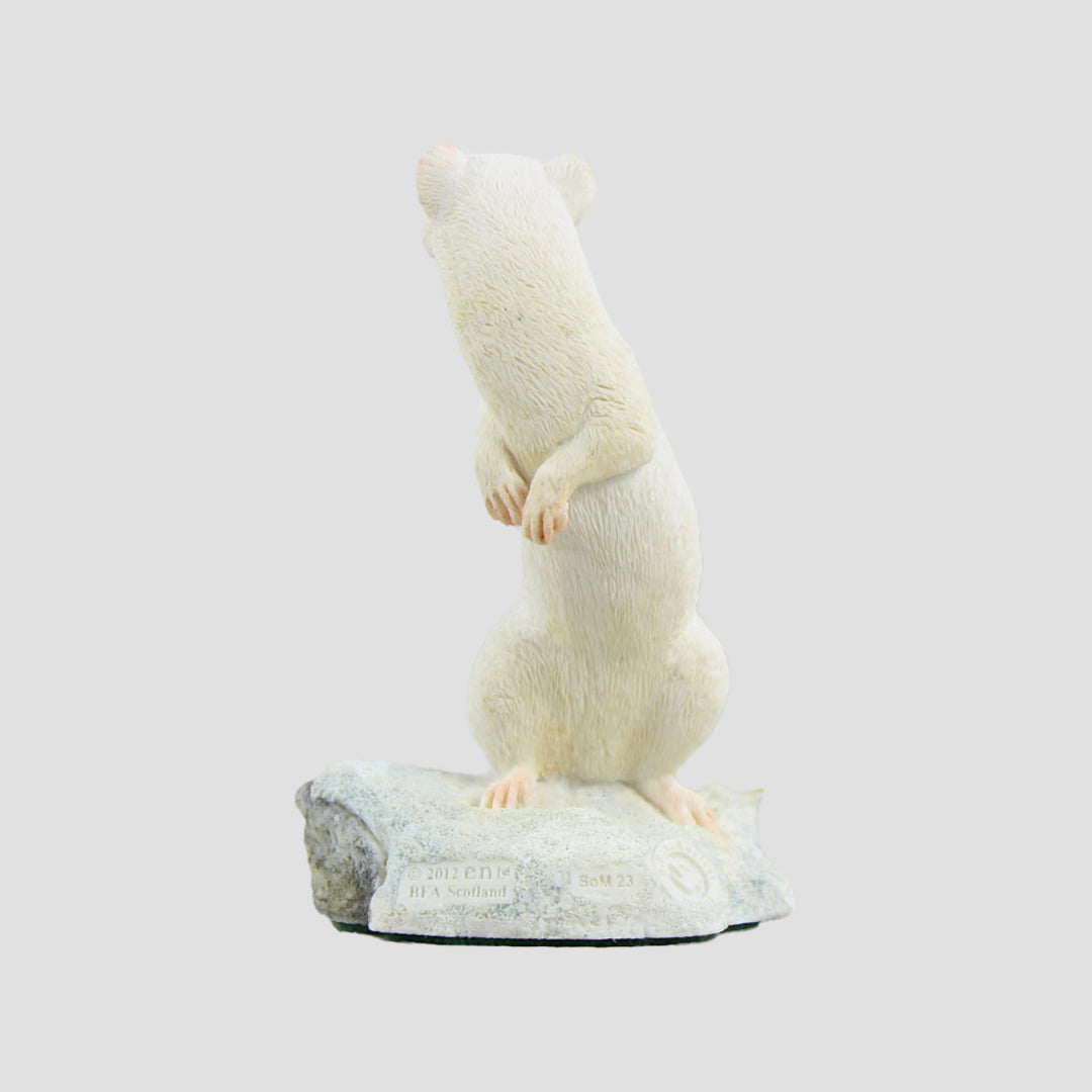 Ermine Stoat In White Colour Border Fine Arts