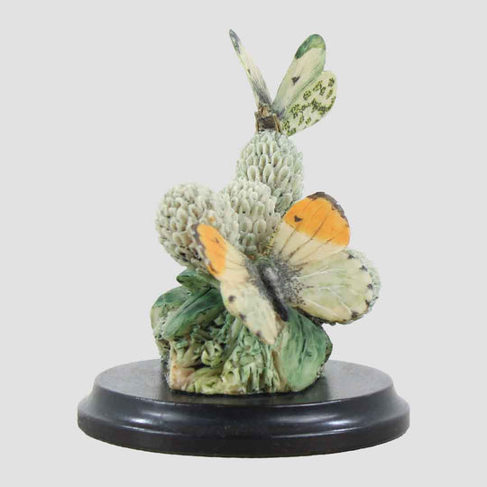 Orange Tips Border Fine Arts Butterflies