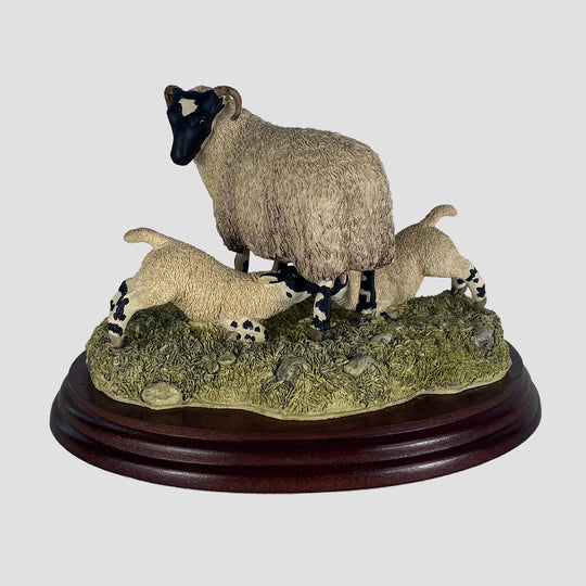 Double Take Border Fine Arts Sheep Model