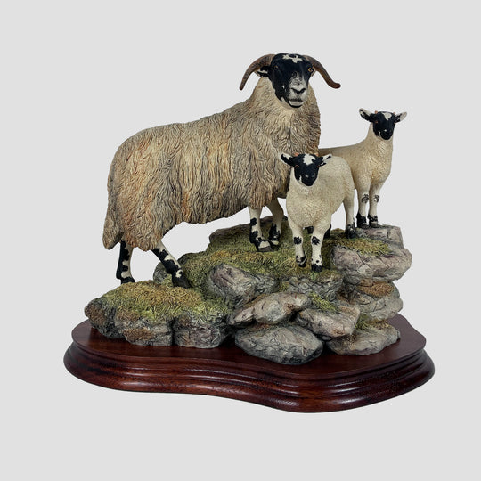 A Ewe and A Pair Border Fine Arts Black Faced