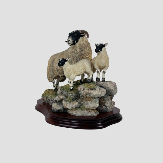 A Ewe and A Pair Border Fine Arts Black Faced