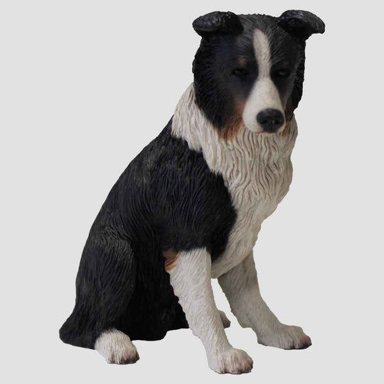 Border Collie Seated Tri-Colour Model