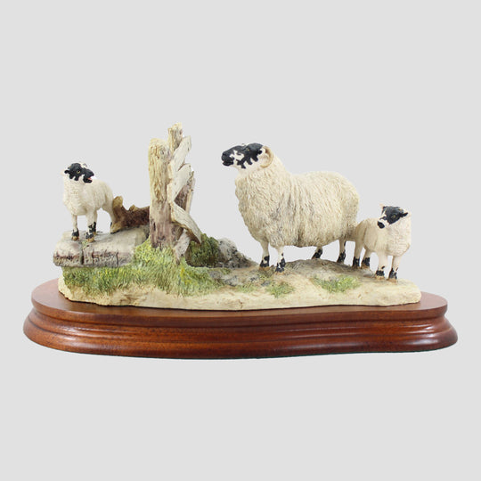 Wrong Side Of The Fence Border Fine Arts Sheep