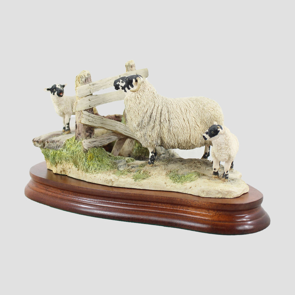 Wrong Side Of The Fence Border Fine Arts Sheep