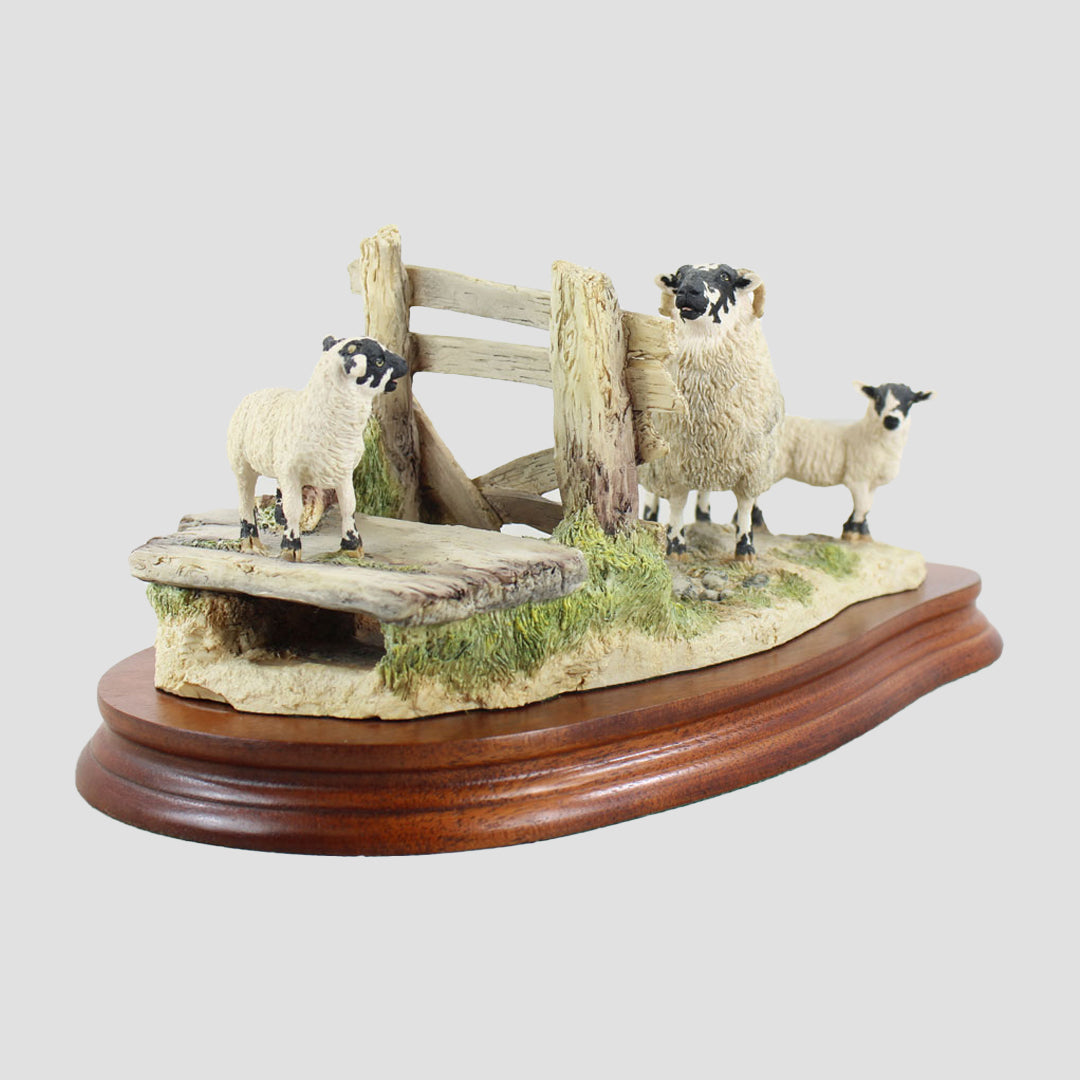 Wrong Side Of The Fence Border Fine Arts Sheep