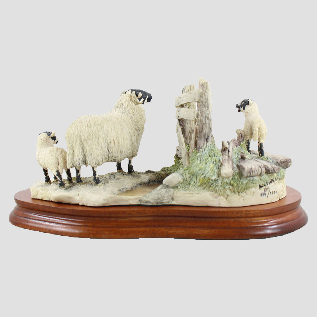 Wrong Side Of The Fence Border Fine Arts Sheep