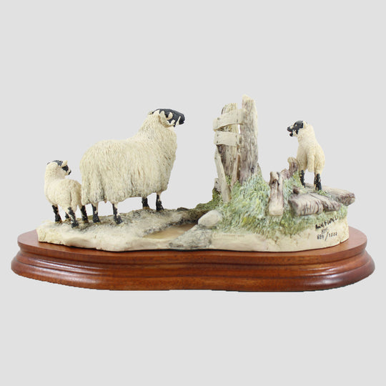 Wrong Side Of The Fence Border Fine Arts Sheep