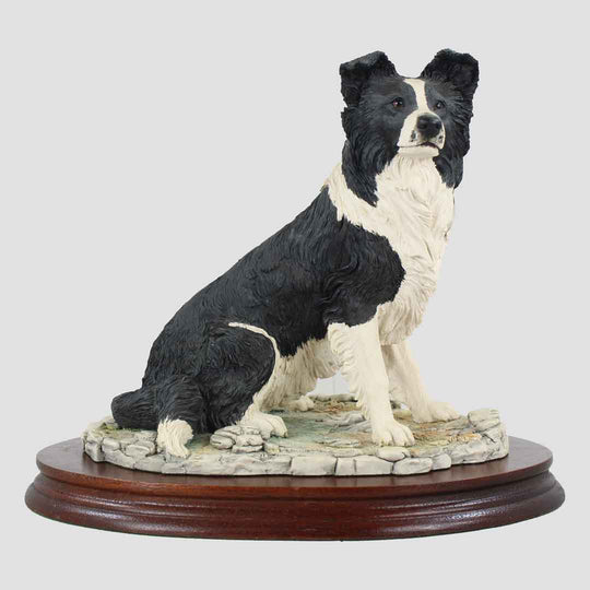 Border Collie Seated Border Fine Arts Dog