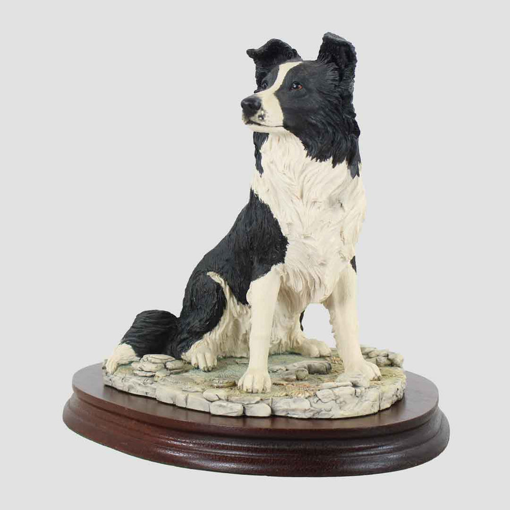Border Collie Seated Border Fine Arts Dog