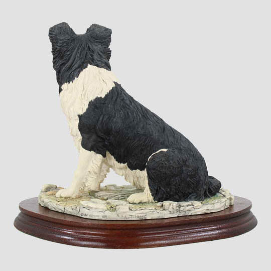 Border Collie Seated Border Fine Arts Dog