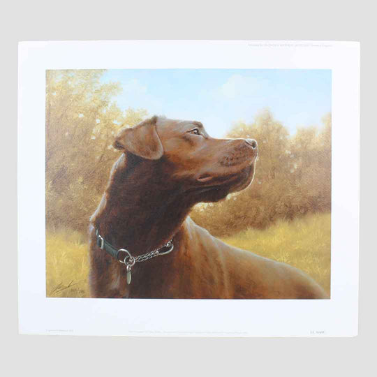 Hot Chocolate Labrador Print By John Silver