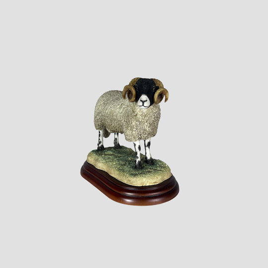 Swaledale Ram Border Fine Arts Studio Original Box