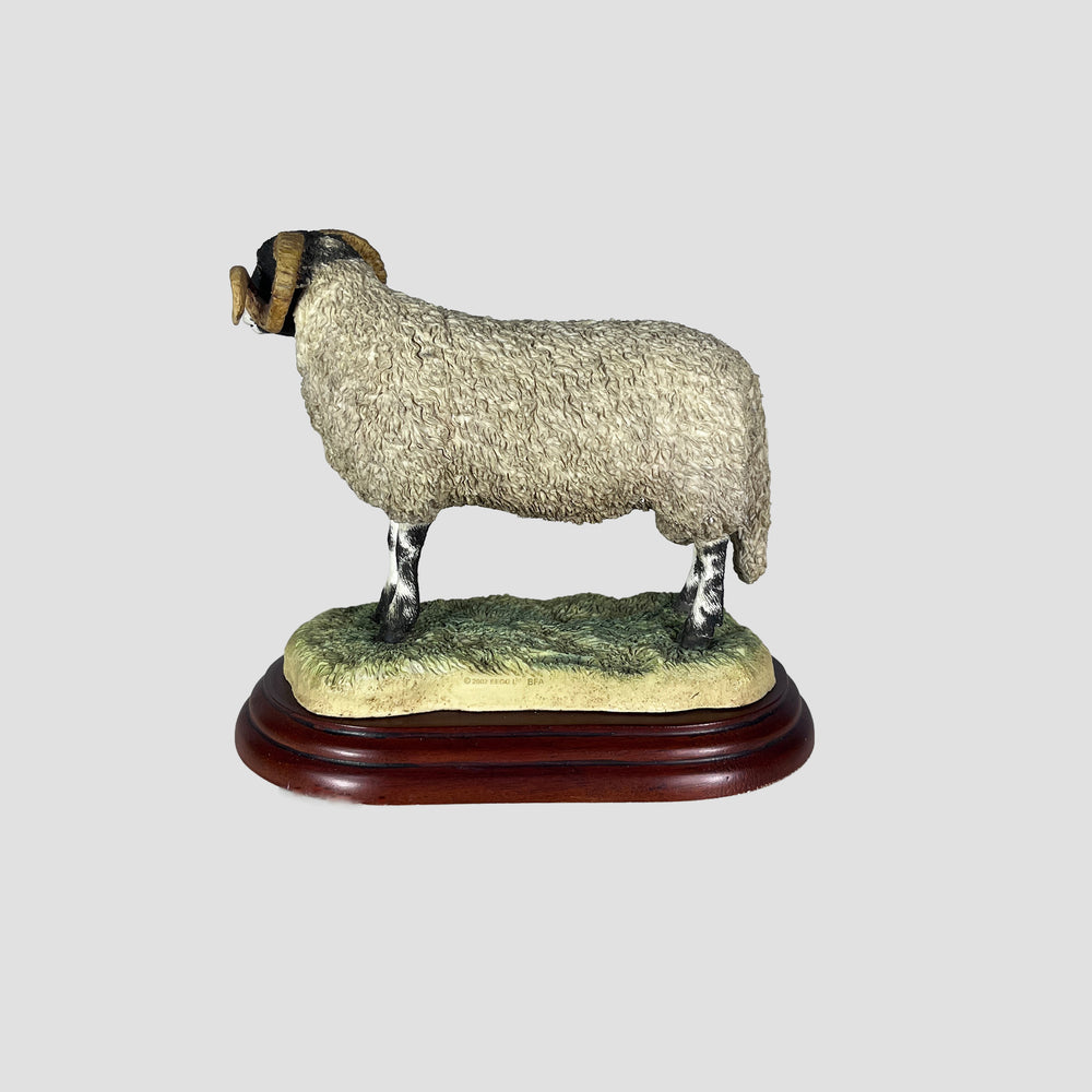 Swaledale Ram Border Fine Arts Studio Original Box