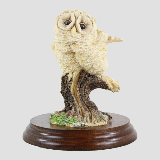 Owlet Style Two Border Fine Arts Owl