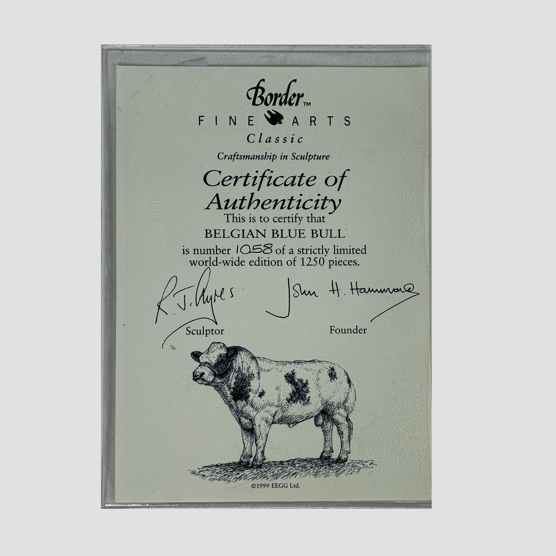Belgian Blue Bull Style One Border Fine Arts Cattle Model by Ray Ayres with Original Certificate