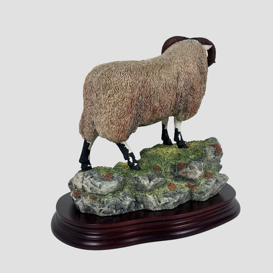 Blackie Tup Border Fine Arts Sheep Model by Ray Ayres Original Box and Certificate