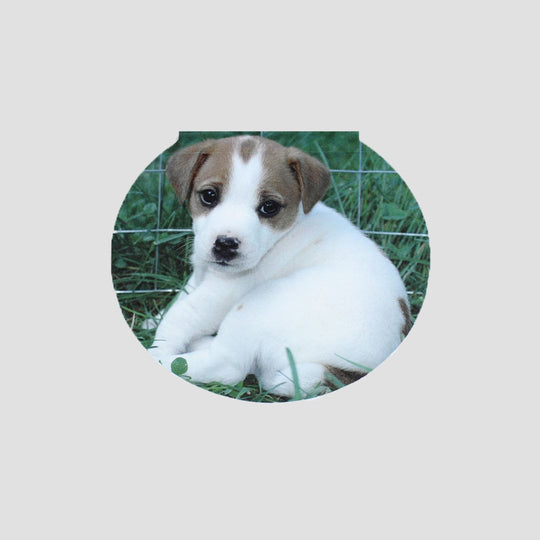 Mini Memo Dog Jack Russell Puppy