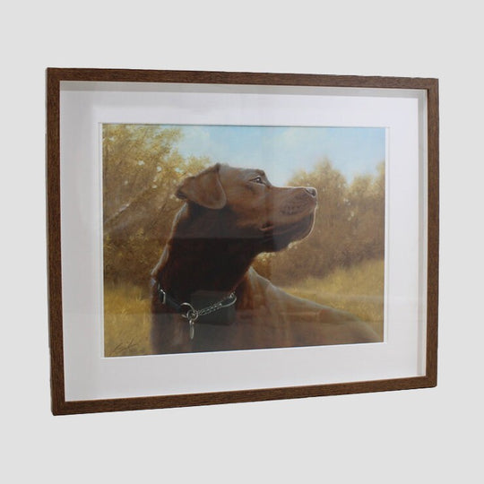 Choc Labrador Framed Print