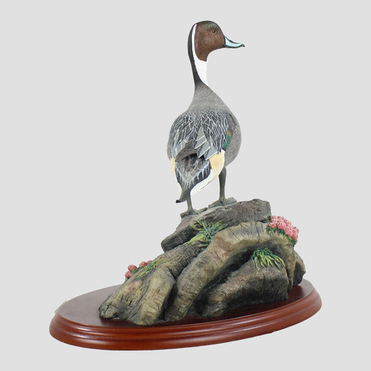 Pintail Border Fine Arts Birds