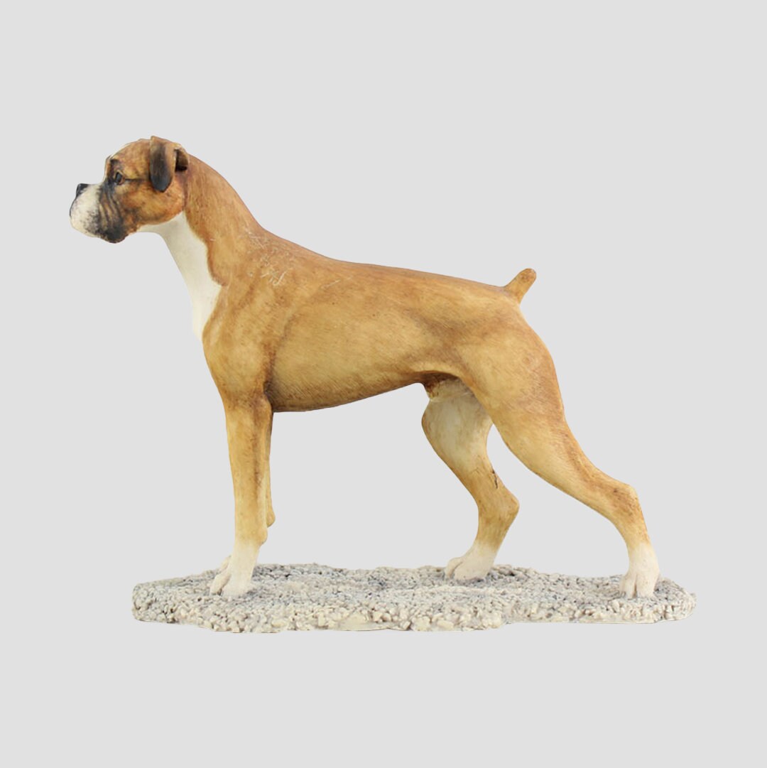 A Standing Boxer In Tan And White Border Fine Arts Dogs